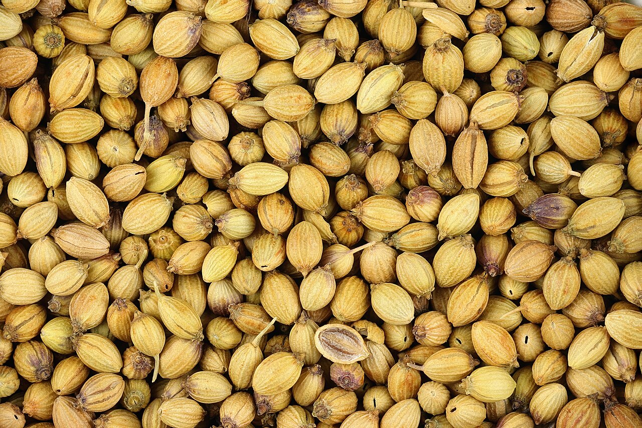 Coriandrum sativum