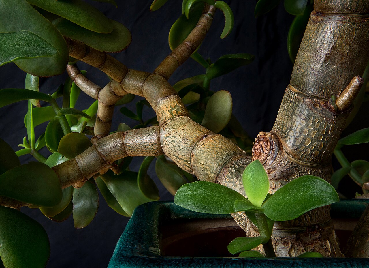 Crassula ovata