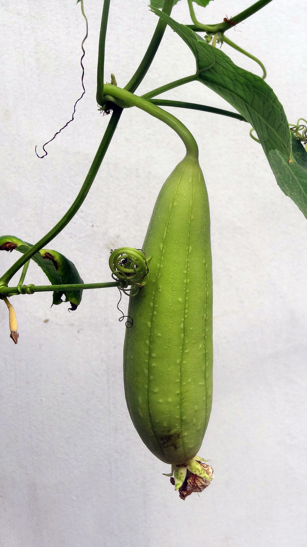 Cucumis sativus