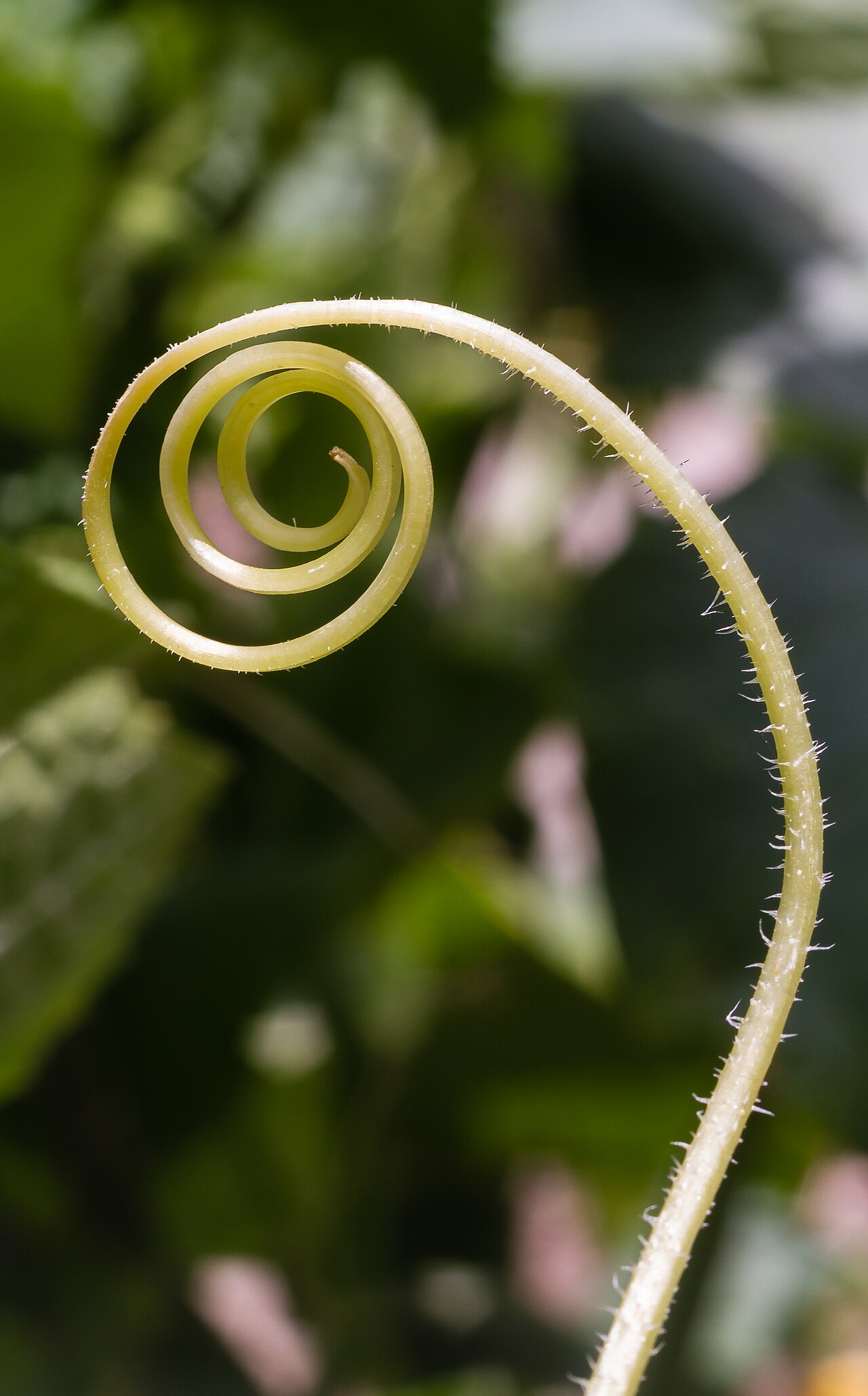 Cucumis sativus