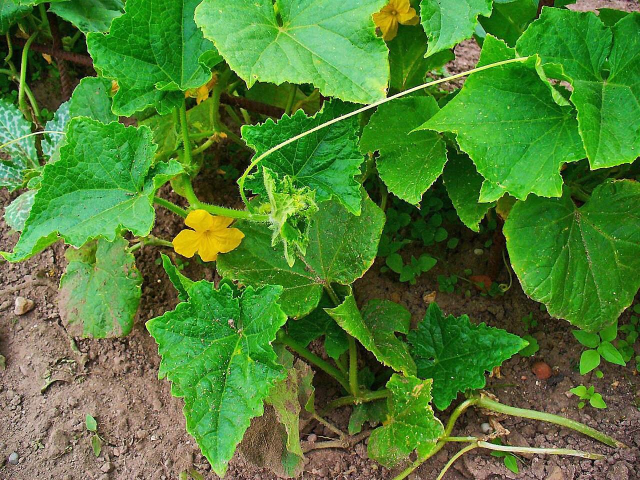 Cucumis sativus