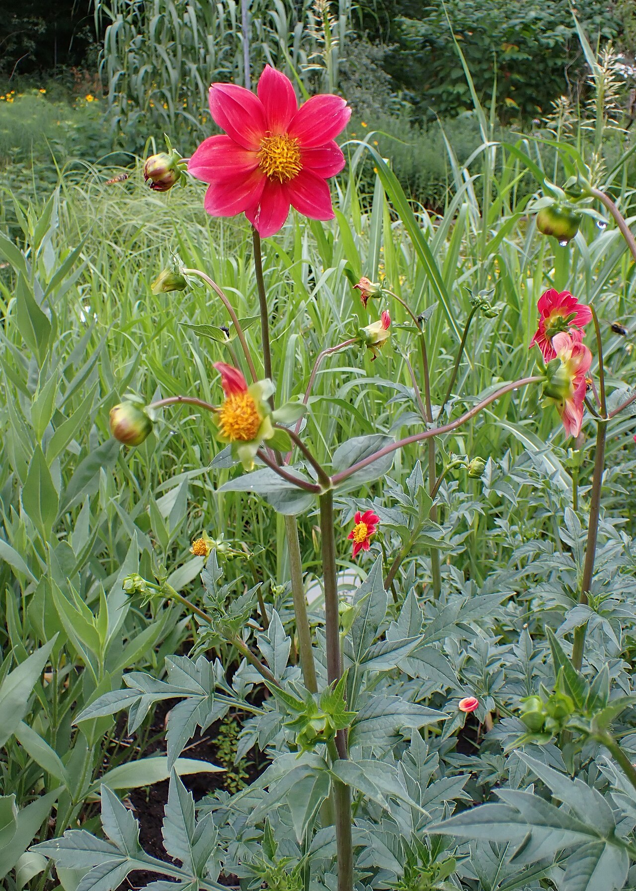 Dahlia coccinea