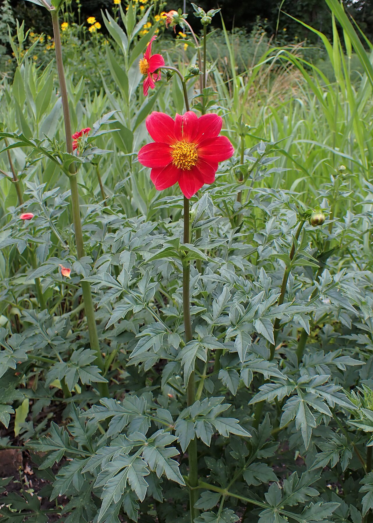 Dahlia coccinea