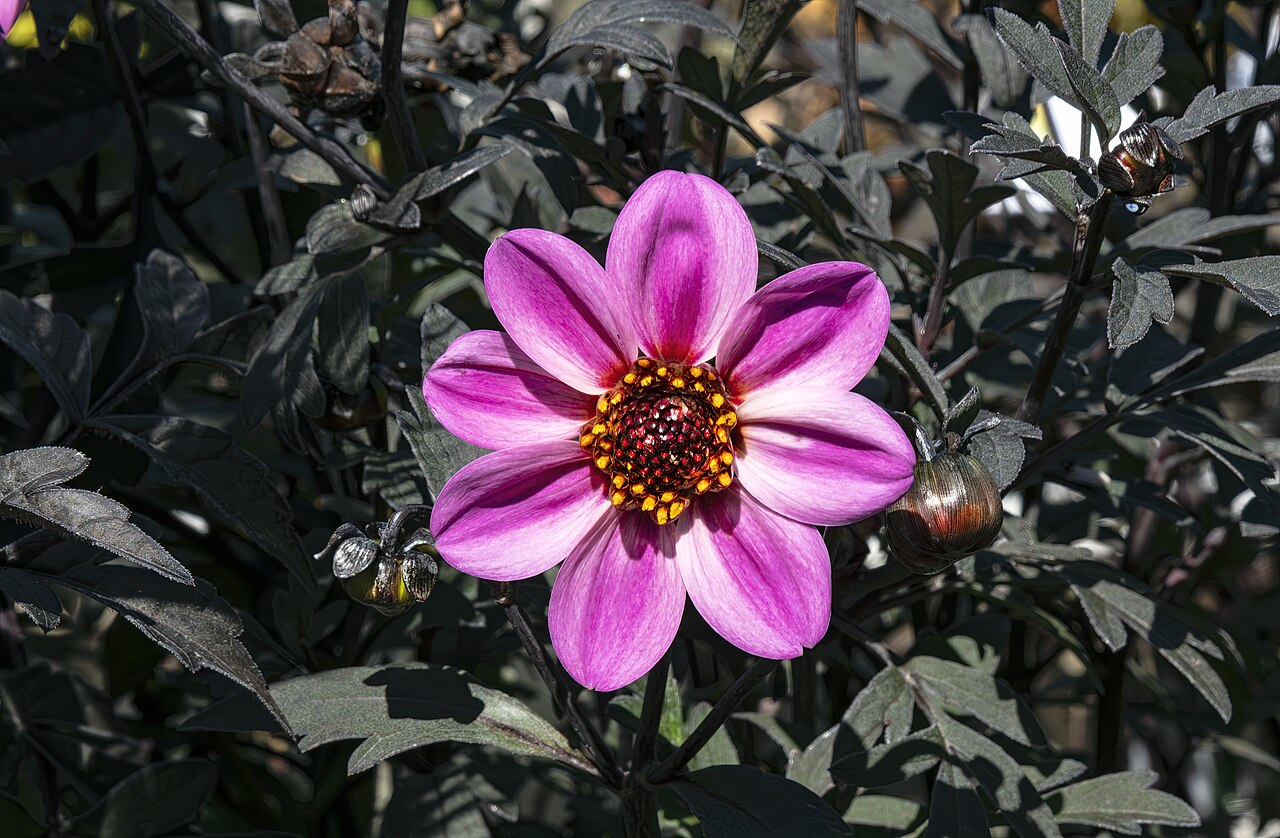 Dahlia pinnata