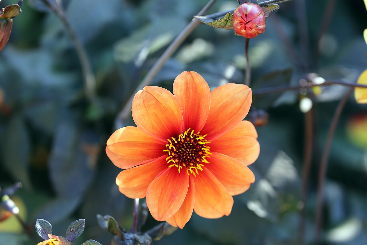 Dahlia pinnata