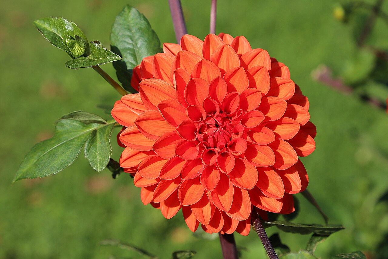 Dahlia pinnata