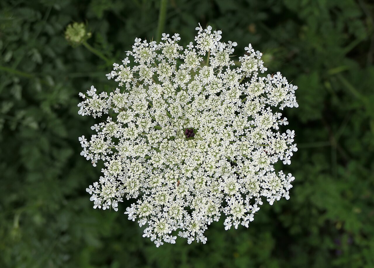 Daucus carota