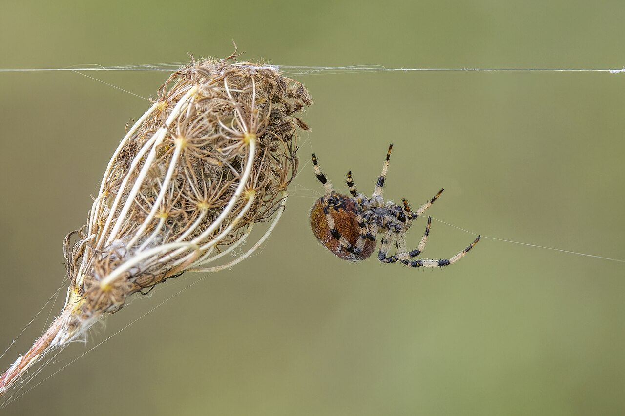 Daucus carota