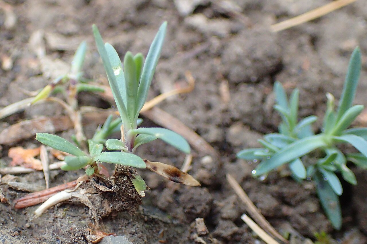 Dianthus gratianopolitanus
