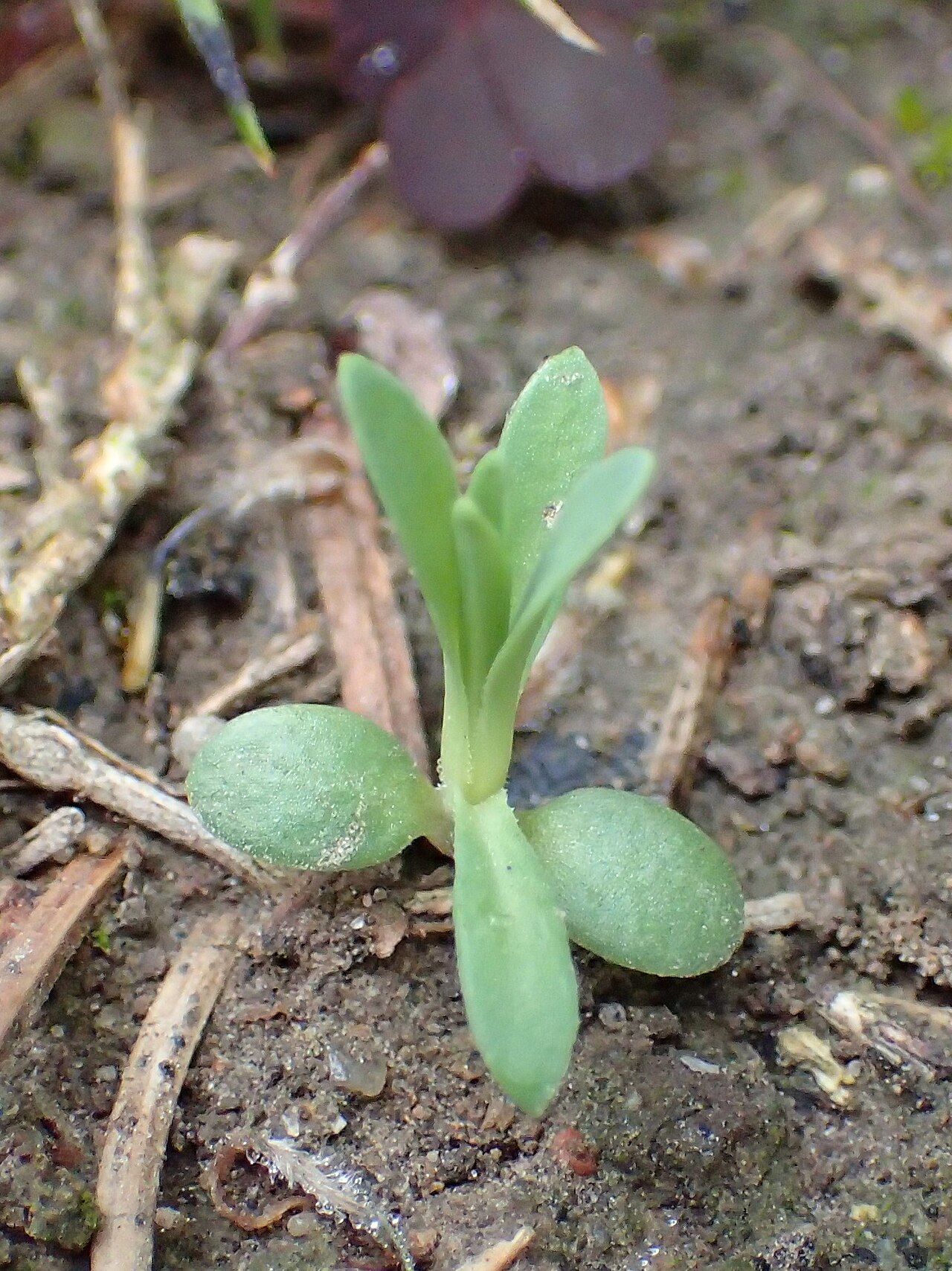 Dianthus gratianopolitanus