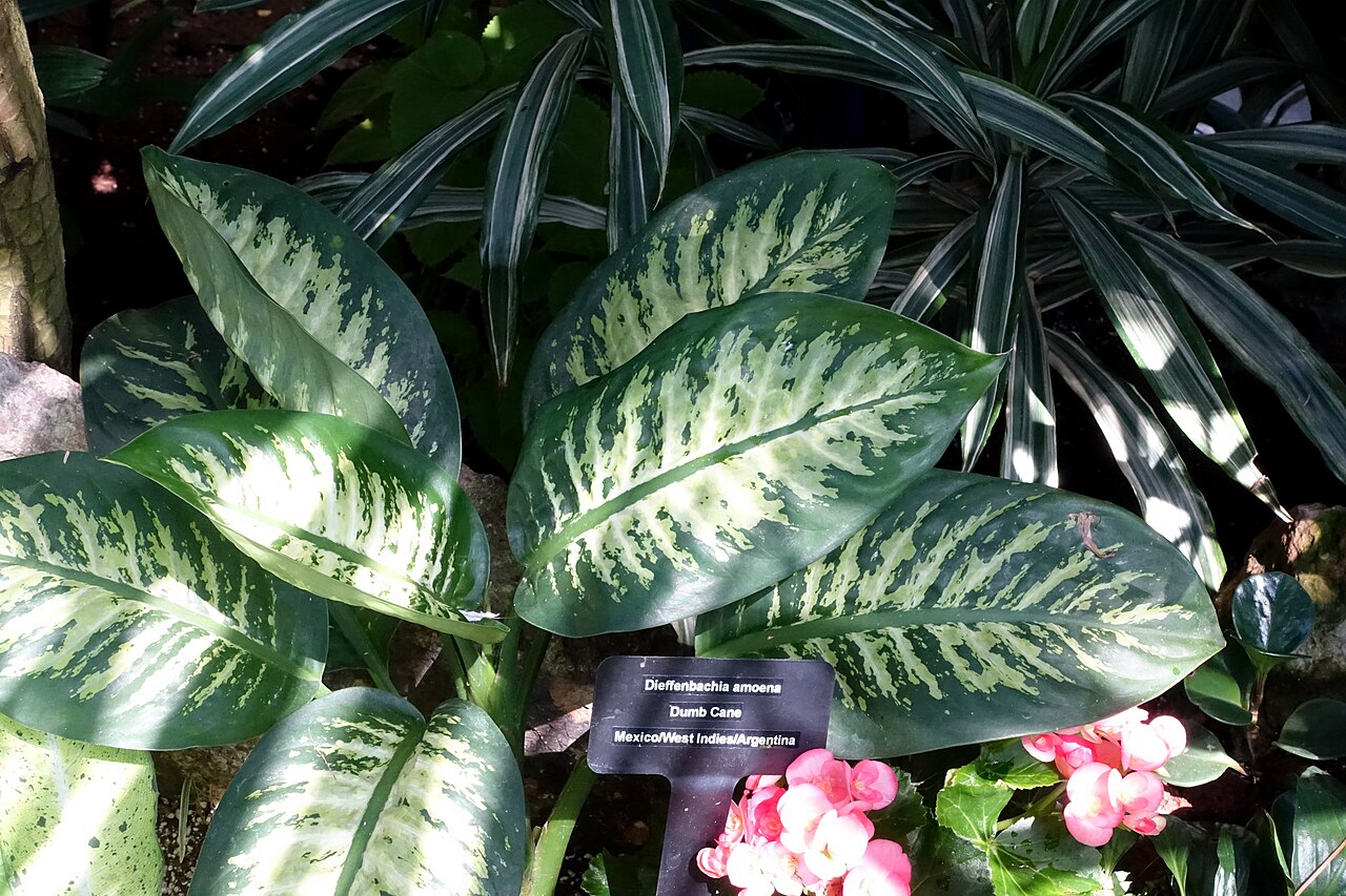 Dieffenbachia amoena