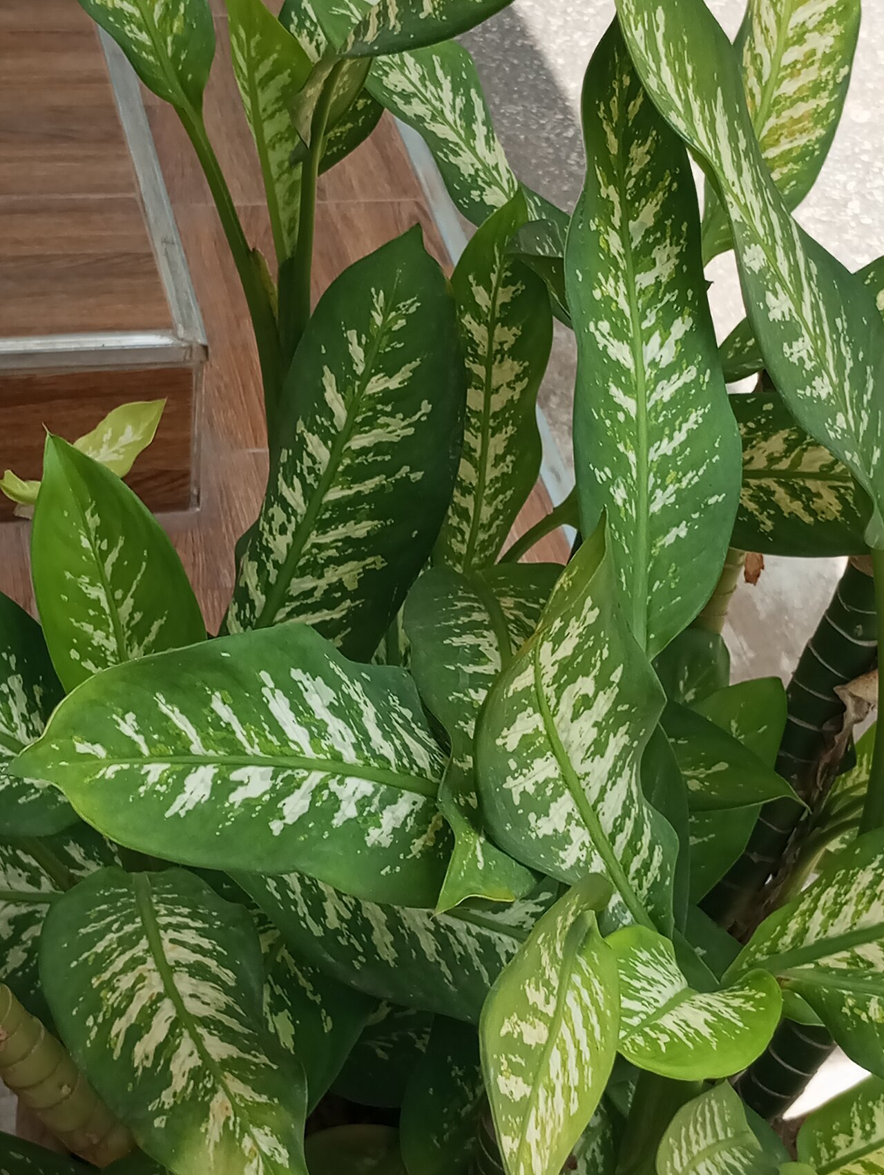 Dieffenbachia amoena