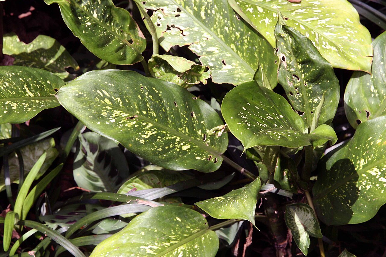 Dieffenbachia amoena
