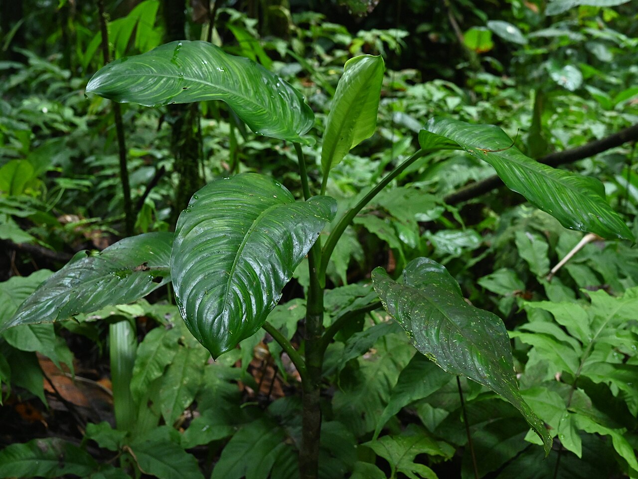 Dieffenbachia seguine