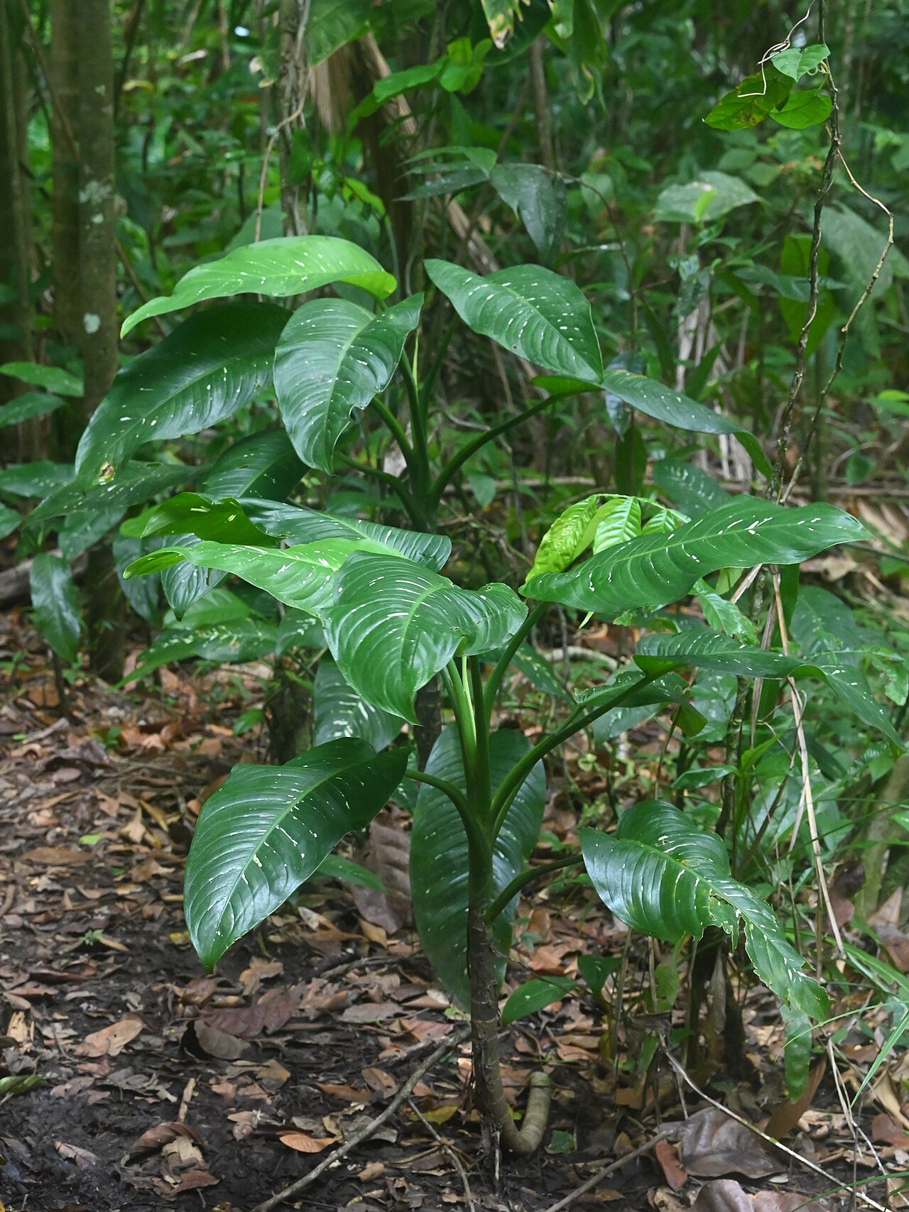 Dieffenbachia seguine