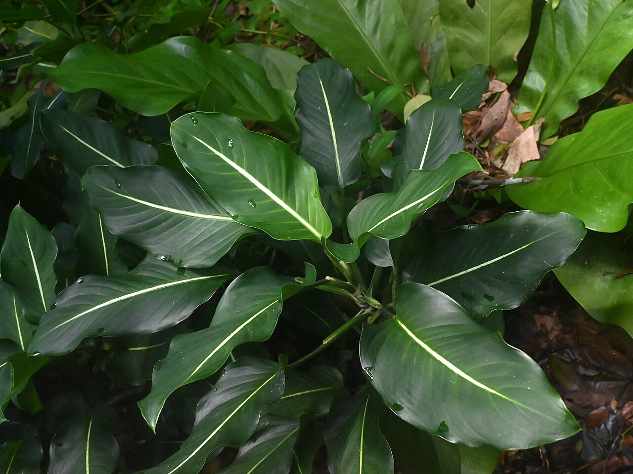 Dieffenbachia seguine
