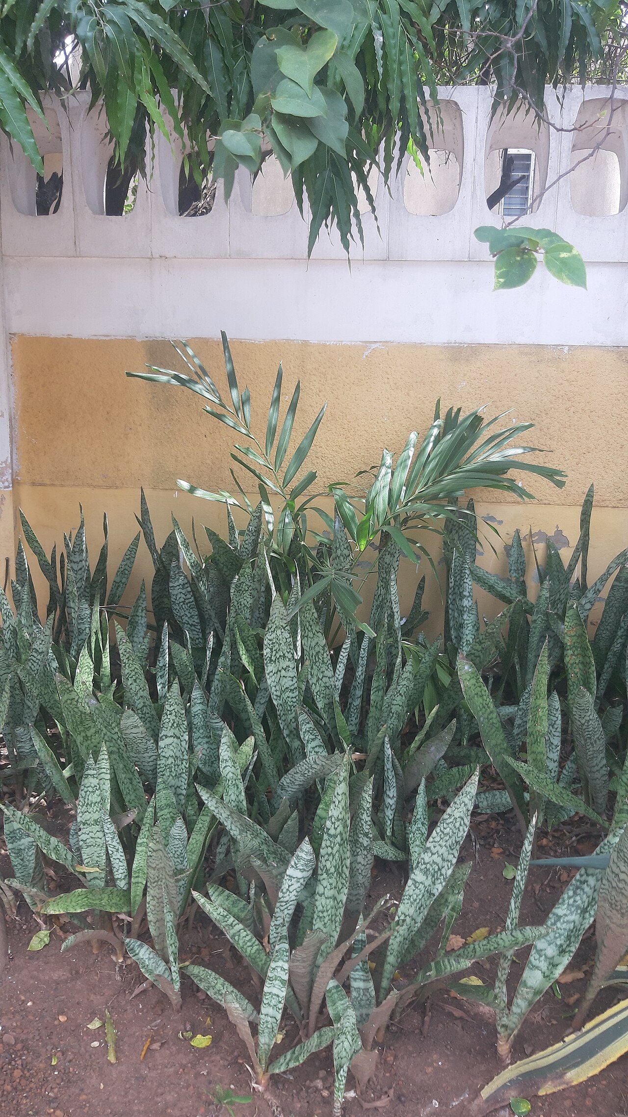Snake plant (Dracaena trifasciata)