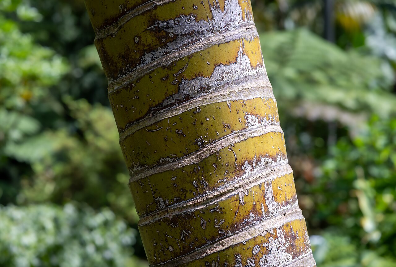 Dypsis lutescens