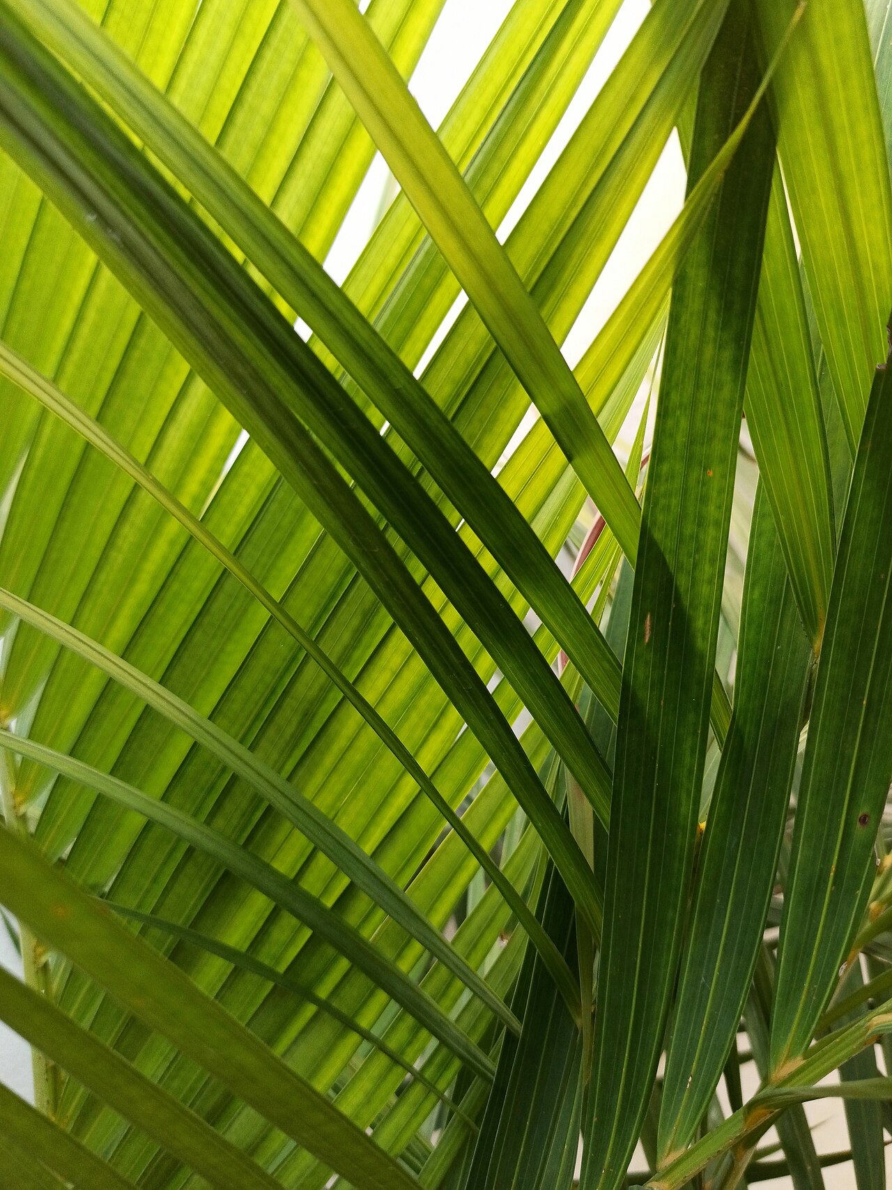 Dypsis lutescens
