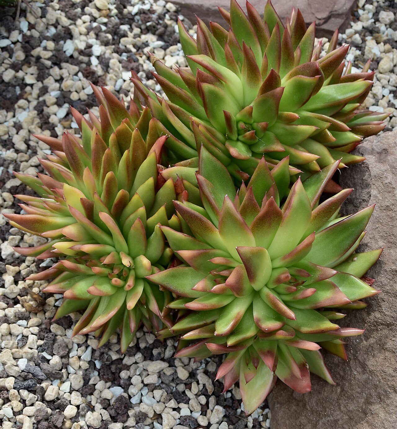 Echeveria agavoides