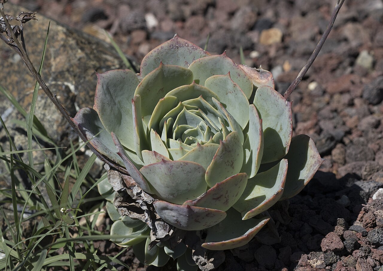 Echeveria elegans