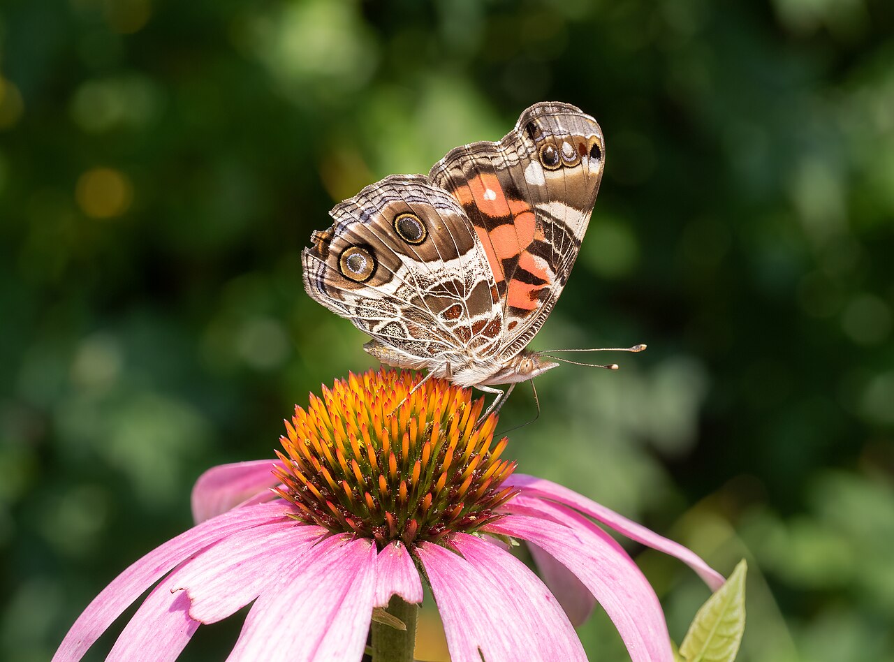 Echinacea angustifolia