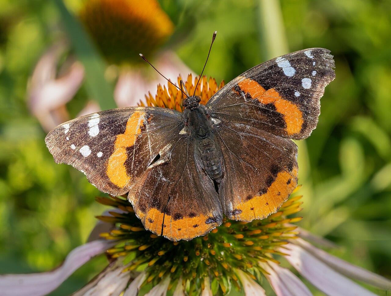 Echinacea angustifolia