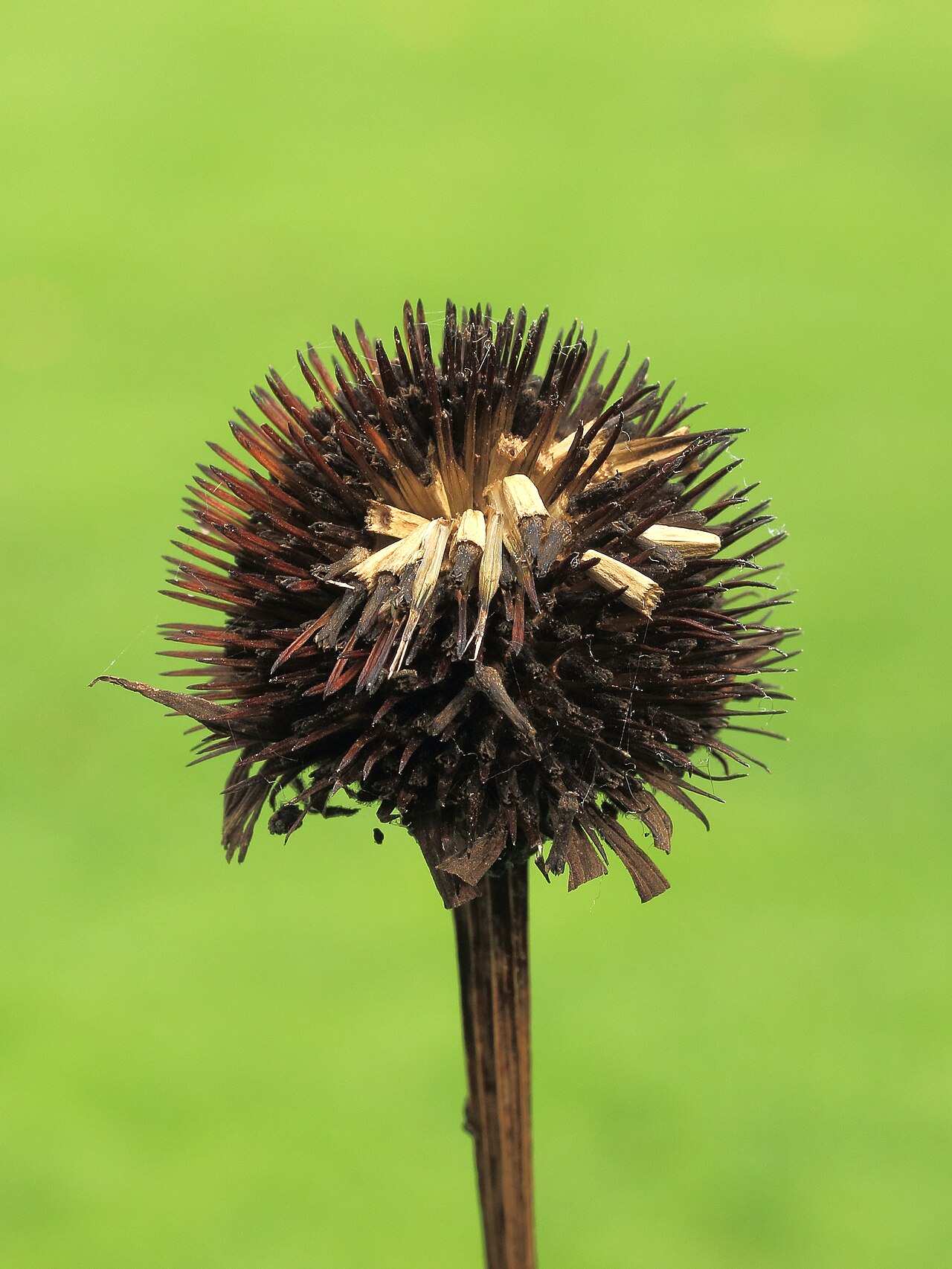 Echinacea purpurea