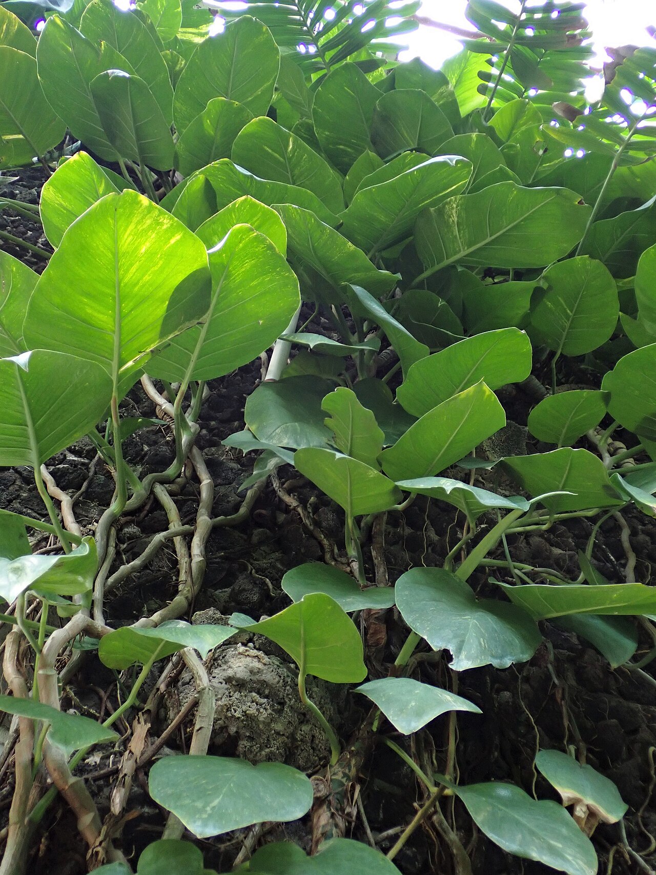 Epipremnum aureum