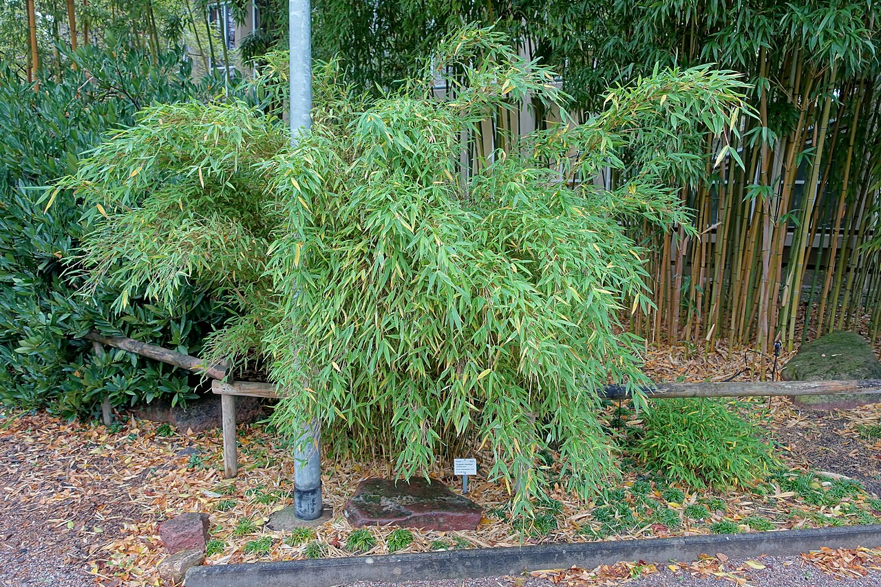 Fargesia murielae