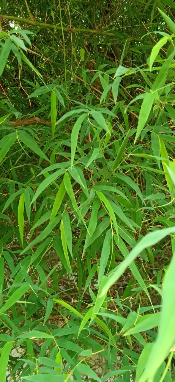 Fargesia murielae