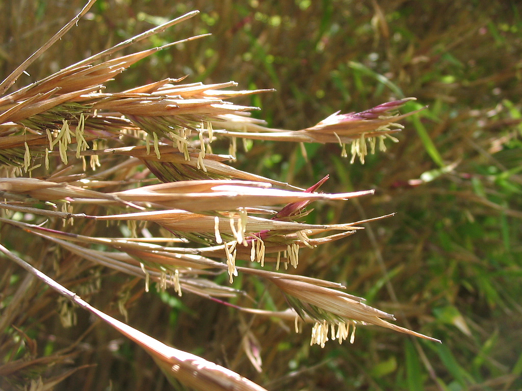 Fargesia nitida