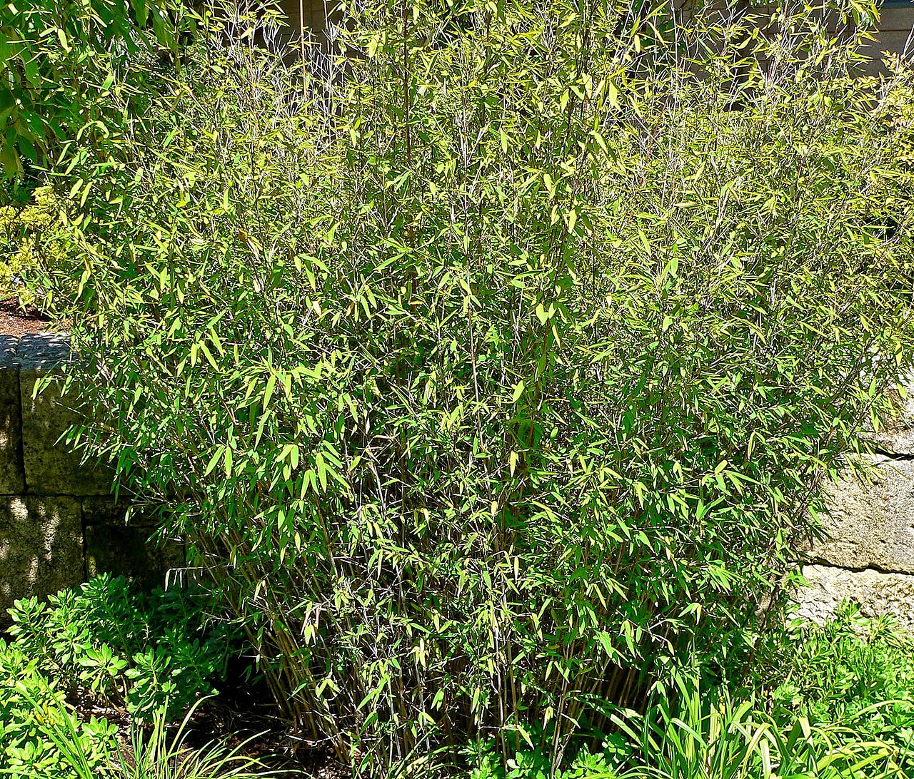 Fargesia nitida