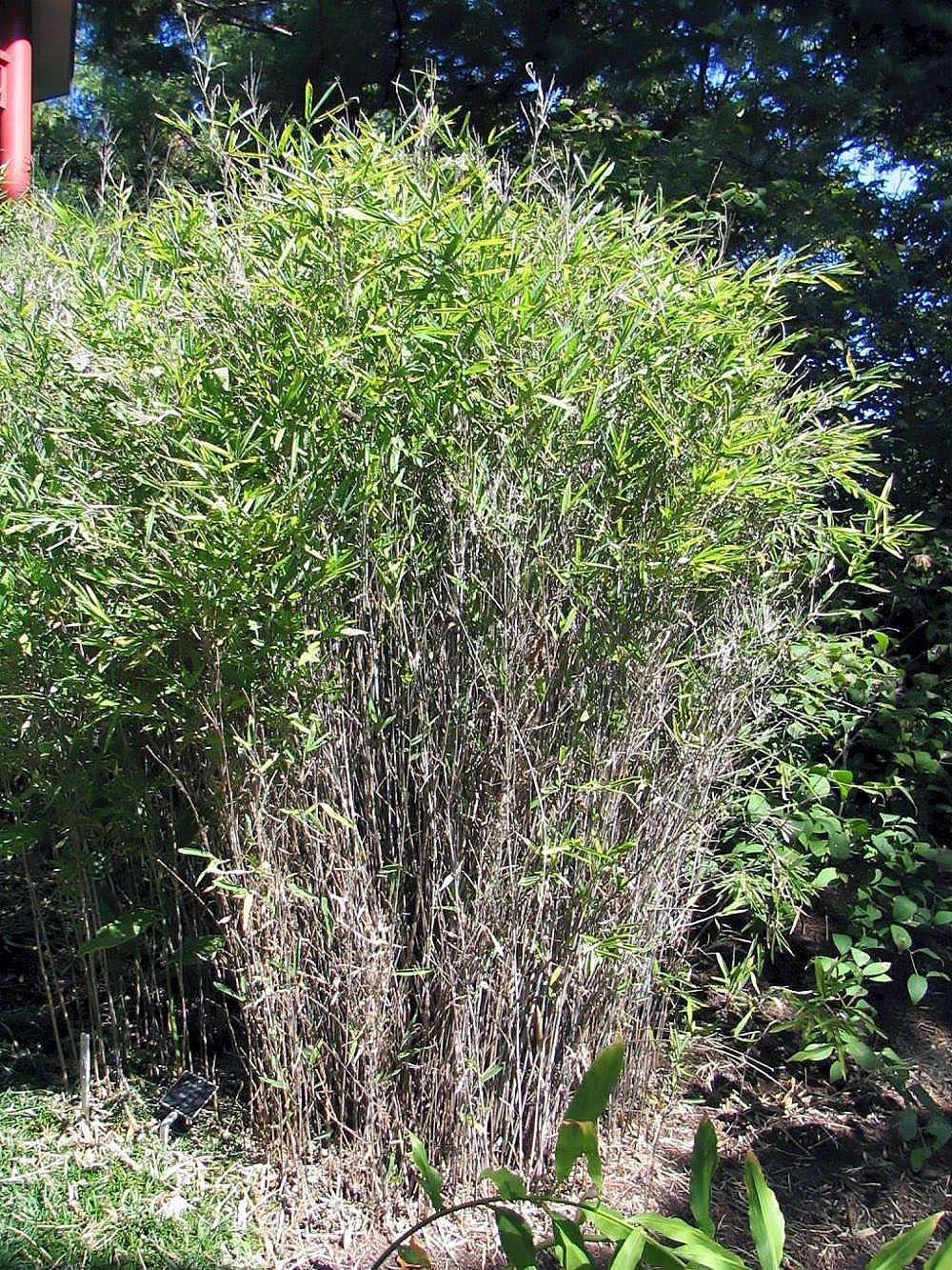 Fargesia nitida