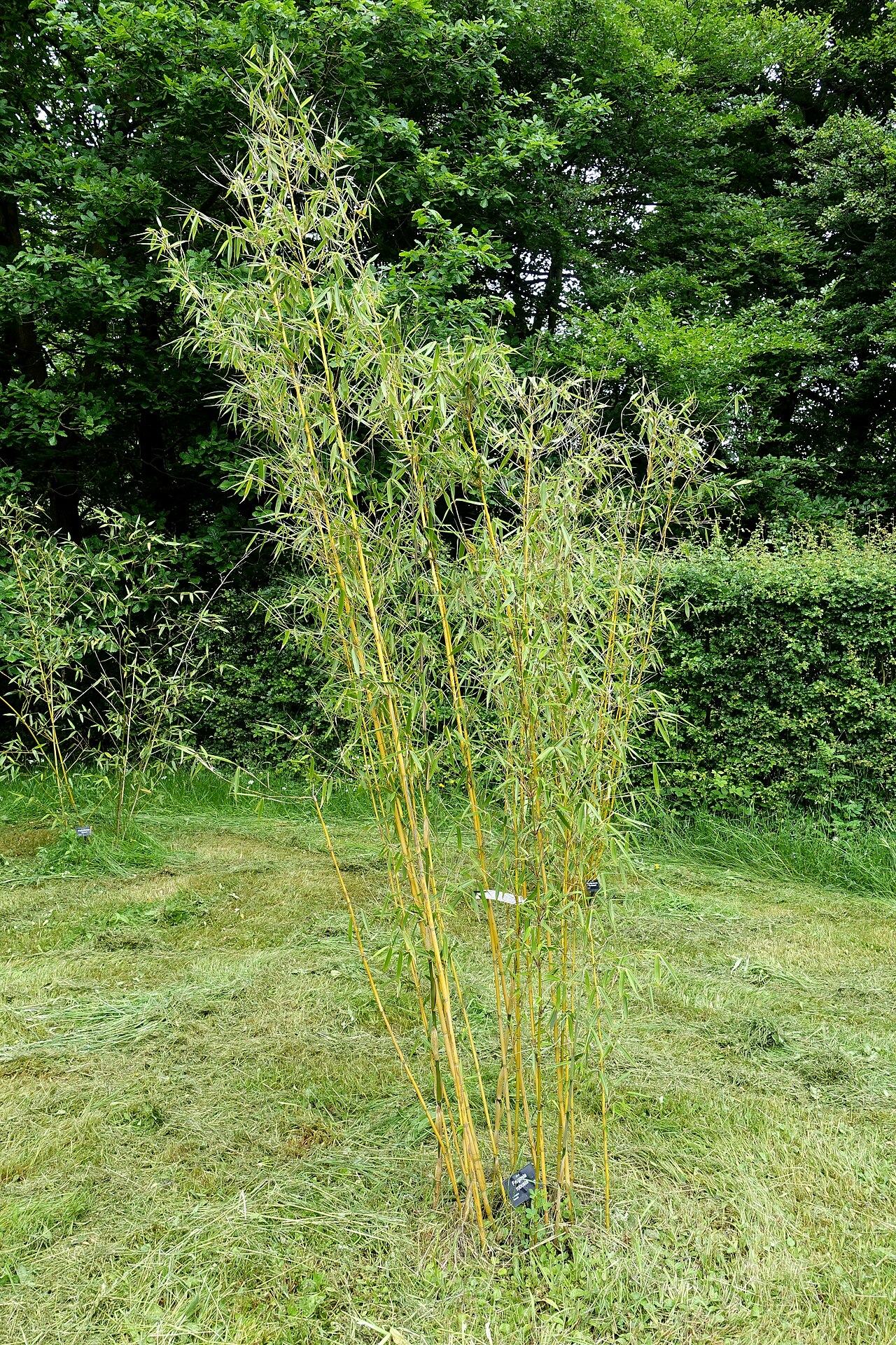 Fargesia robusta