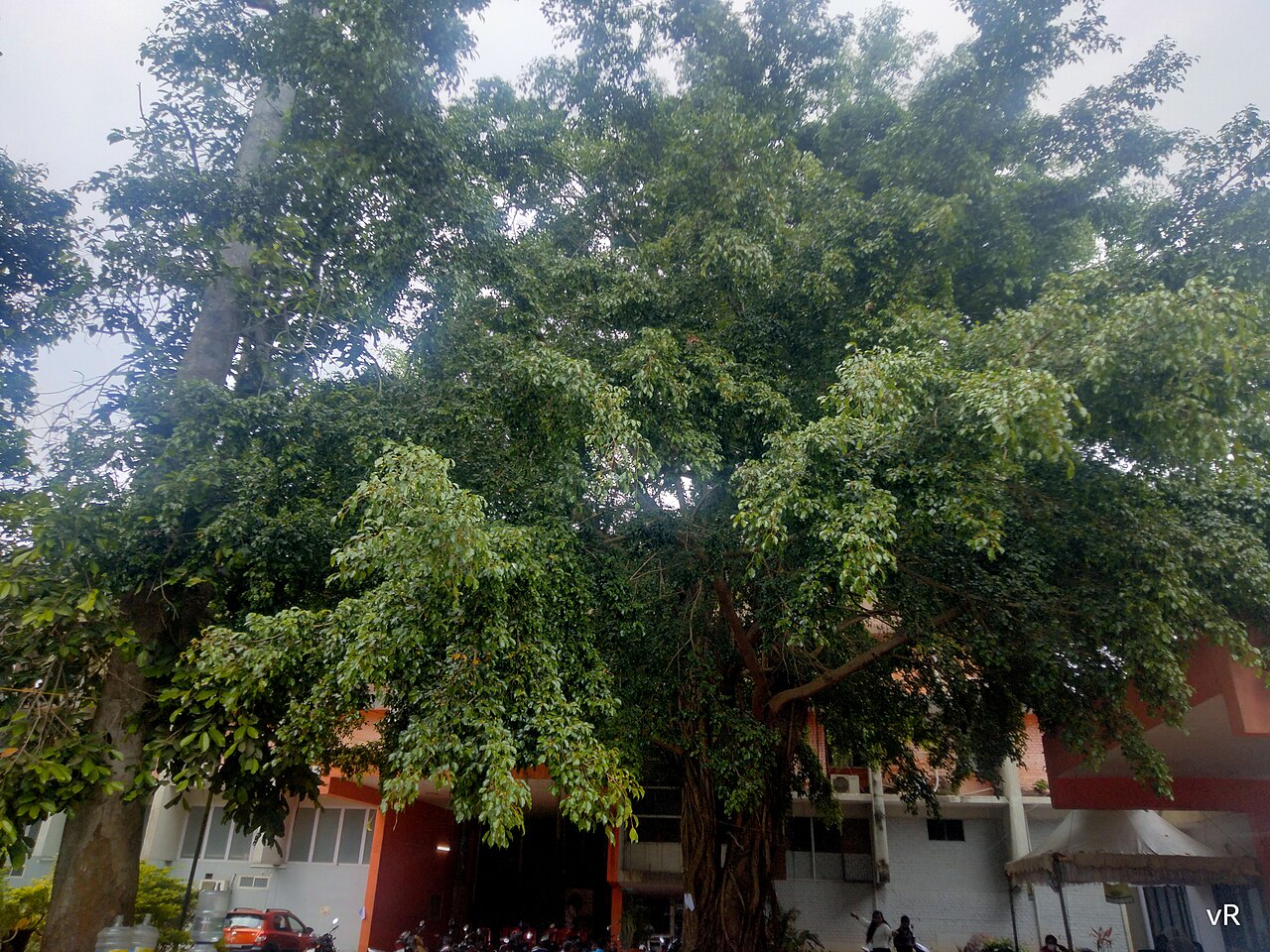 Ficus benjamina