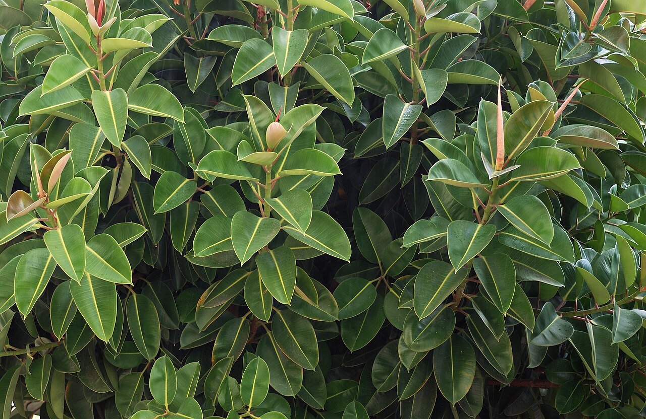 Ficus elastica