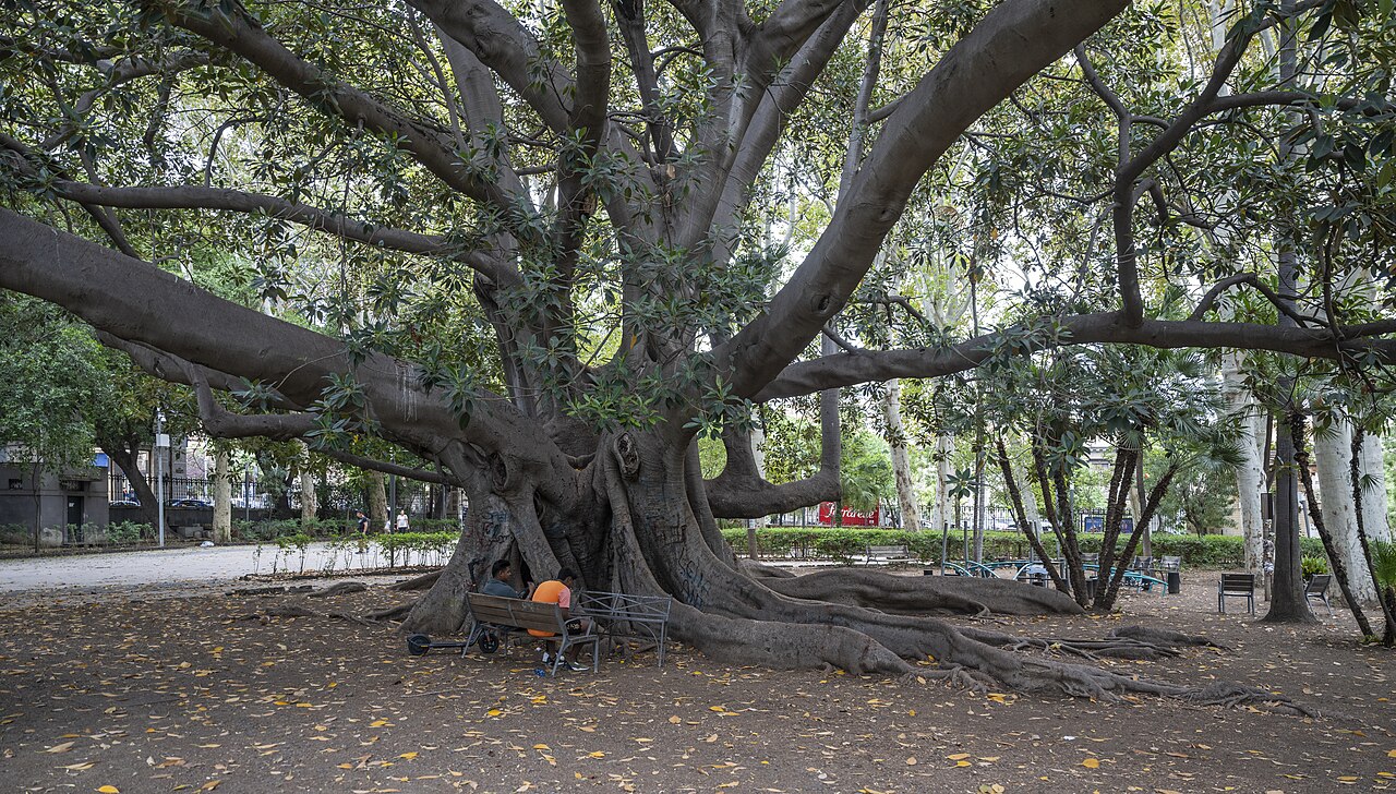 Ficus elastica