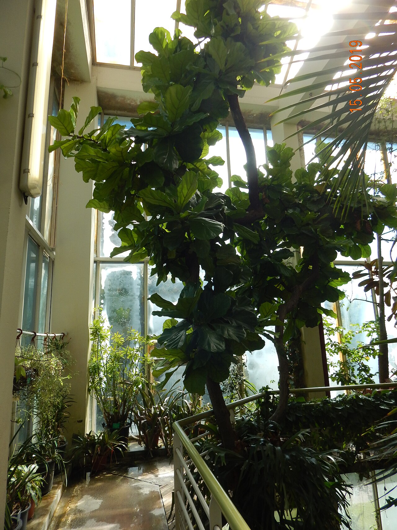 Ficus lyrata