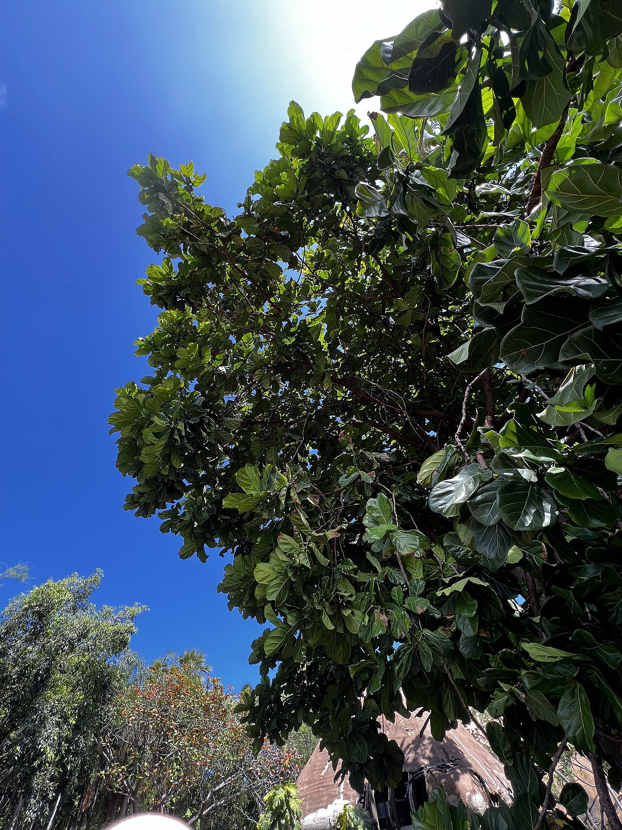 Ficus lyrata