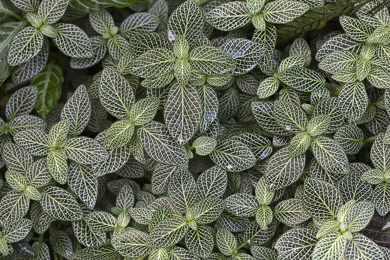Fittonia albivenis