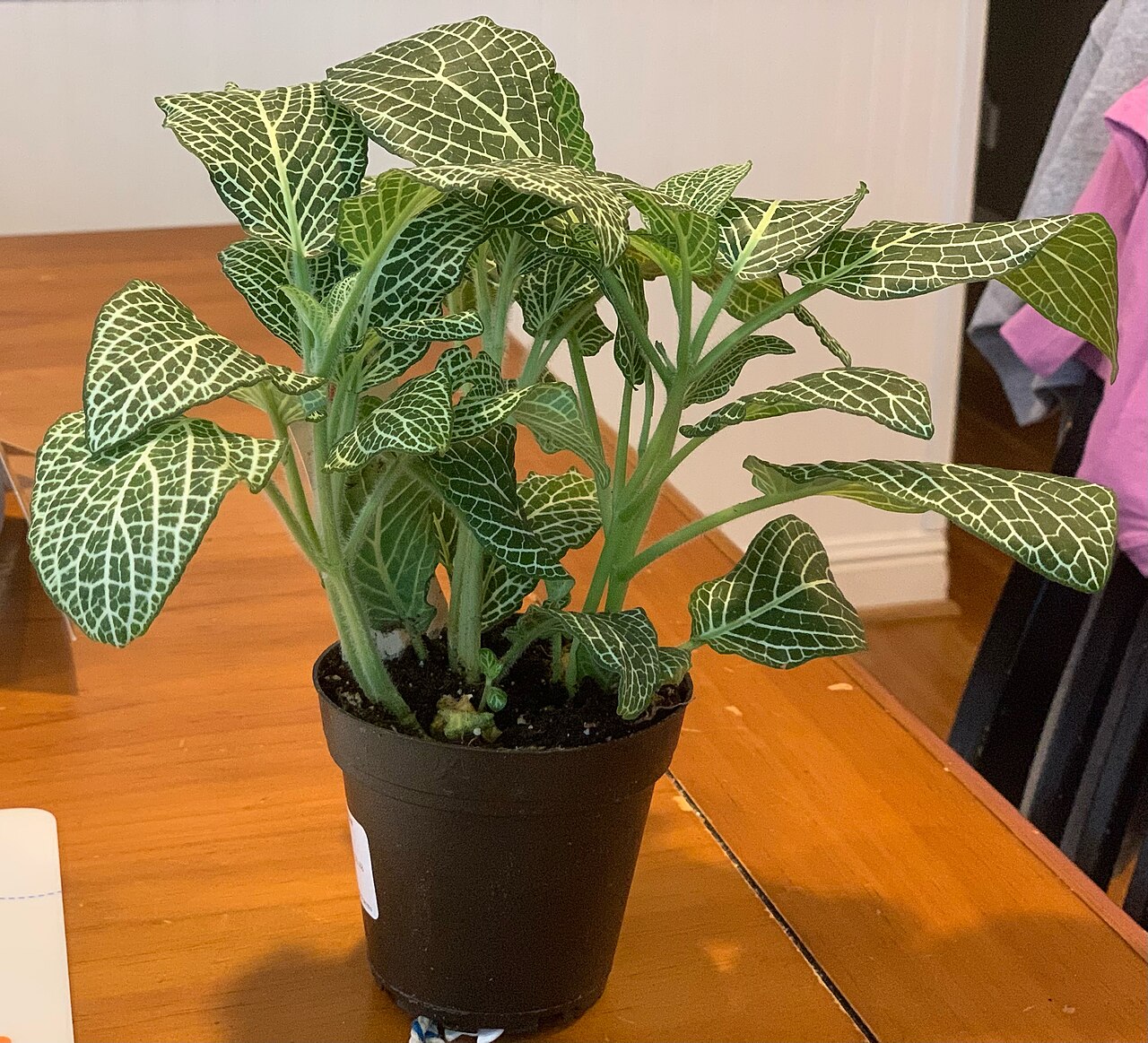 Fittonia albivenis
