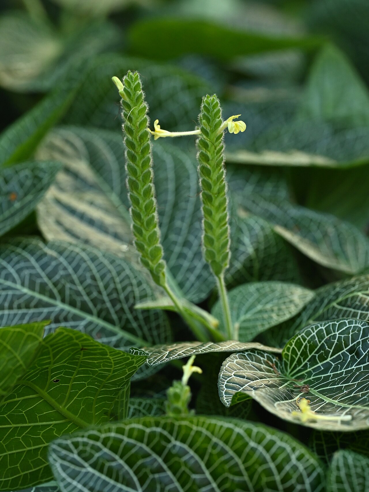 Fittonia albivenis