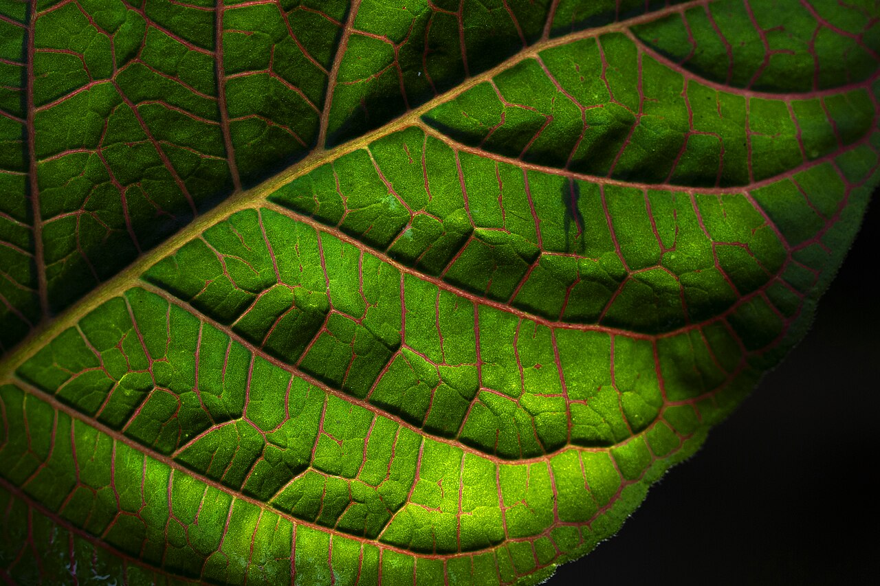 Fittonia gigantea