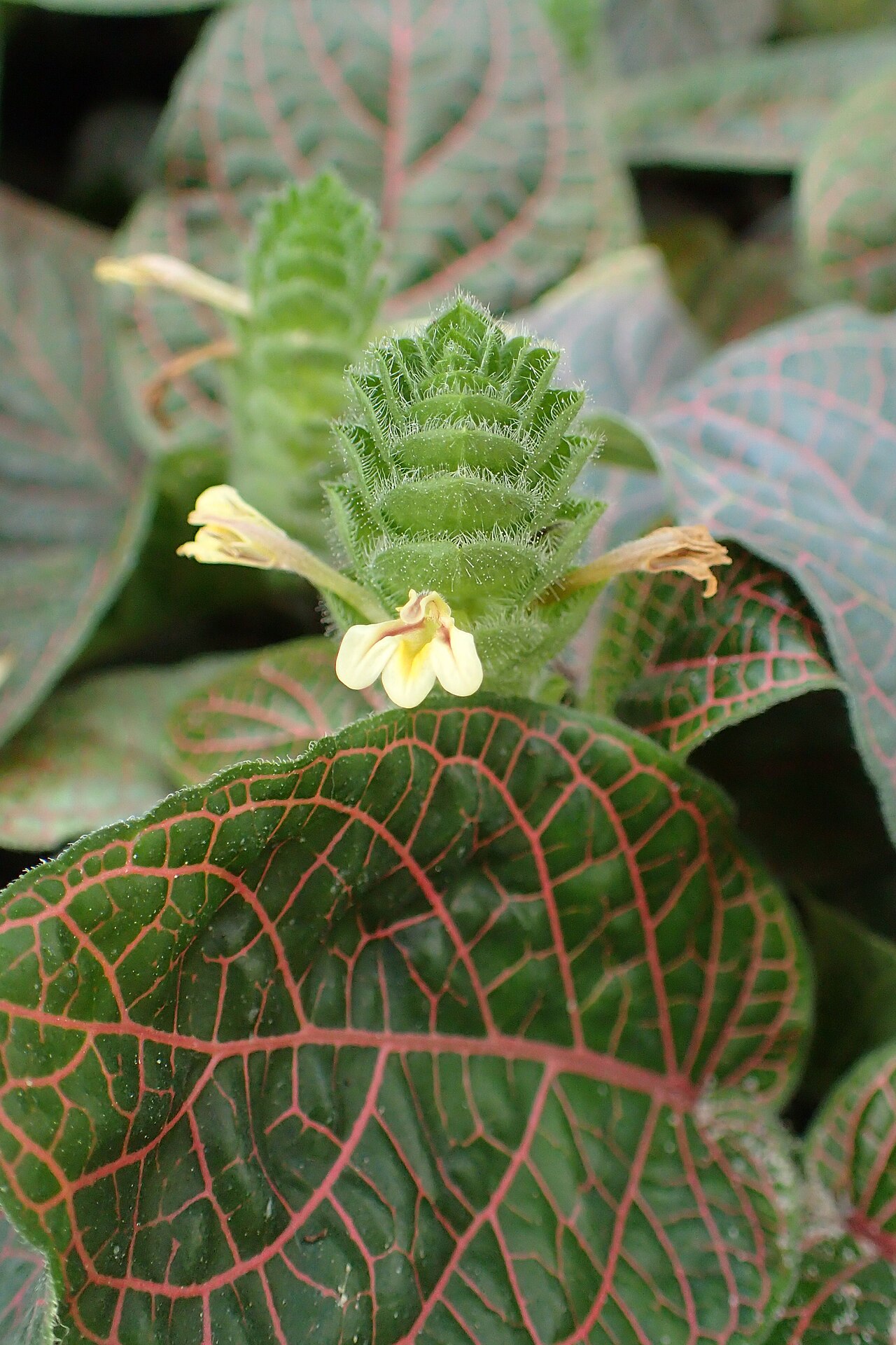 Fittonia gigantea