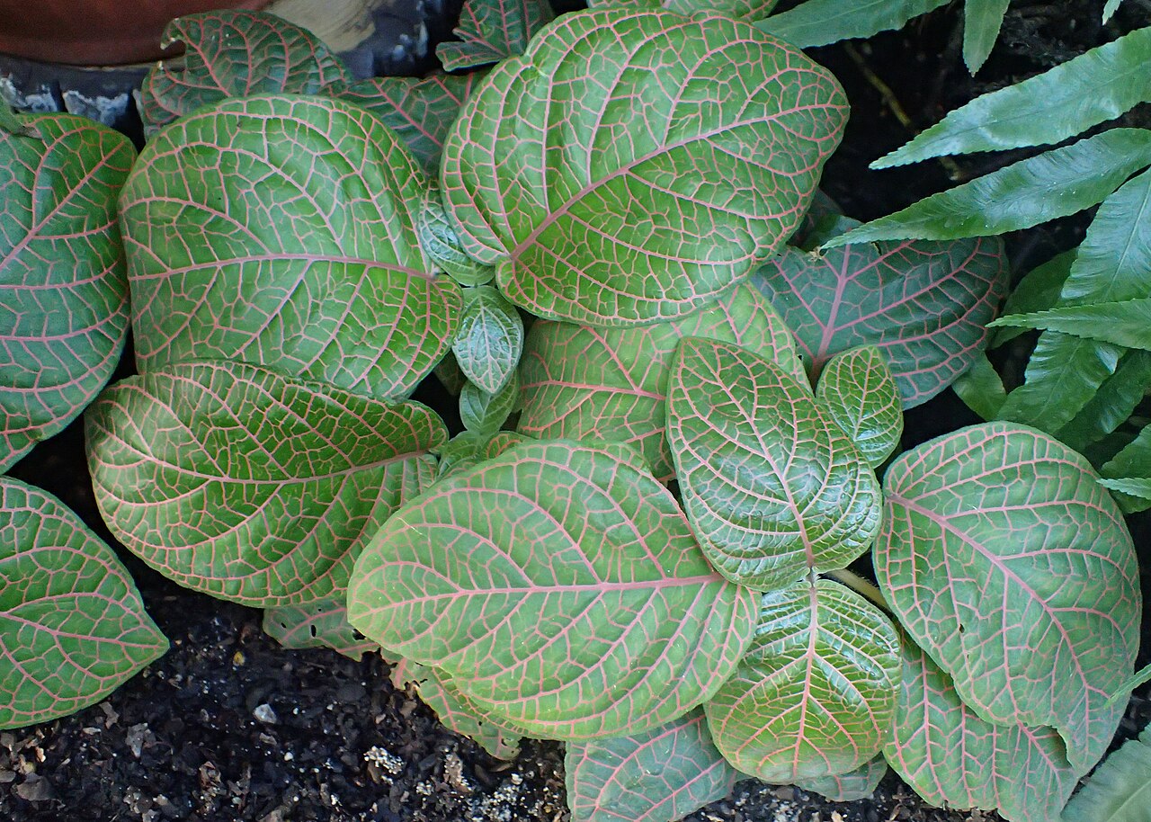 Fittonia gigantea