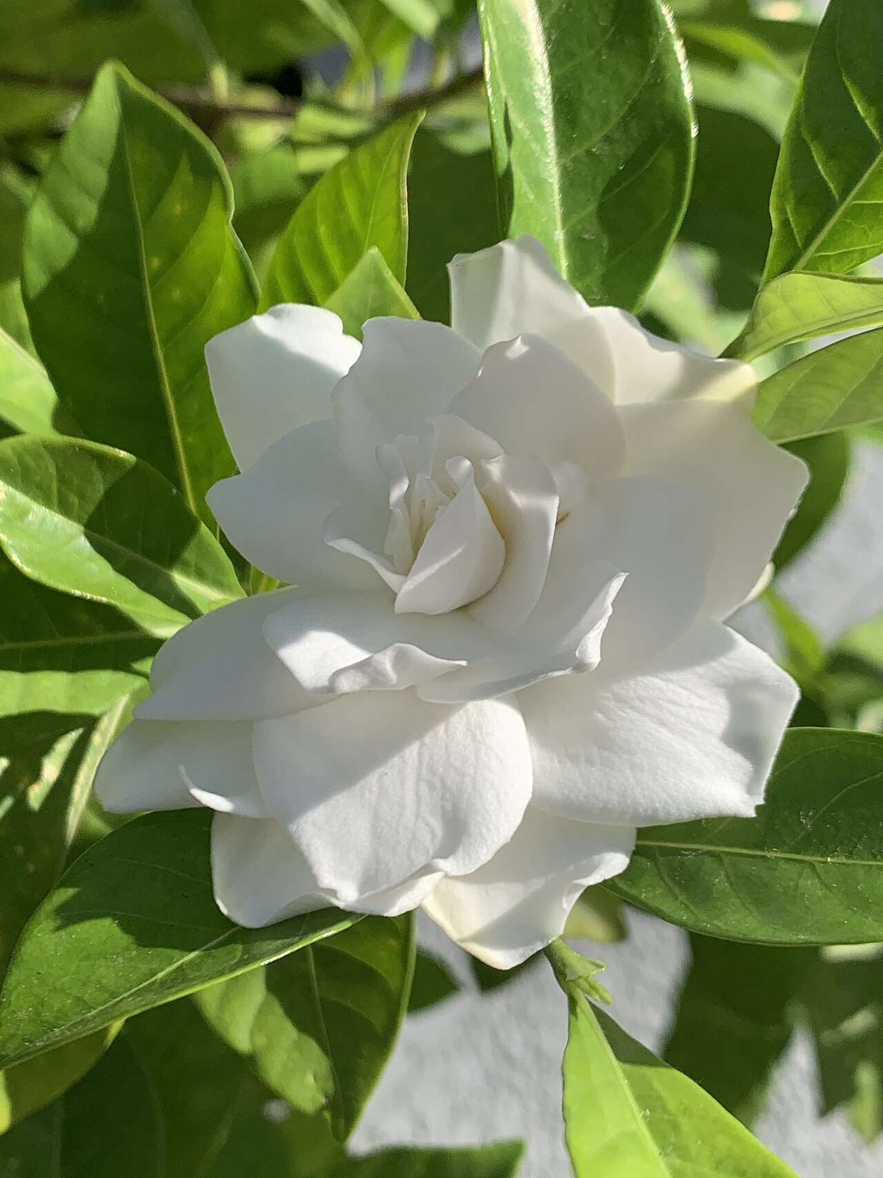 Gardenia jasminoides