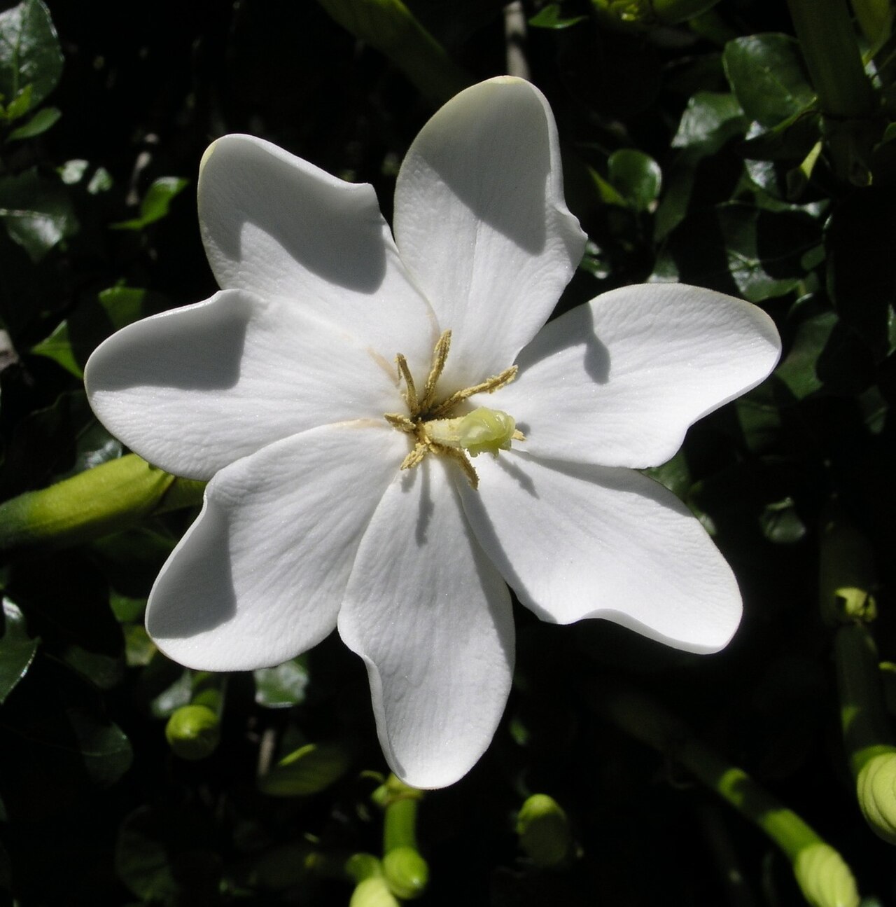 White gardenia (Gardenia thunbergia)