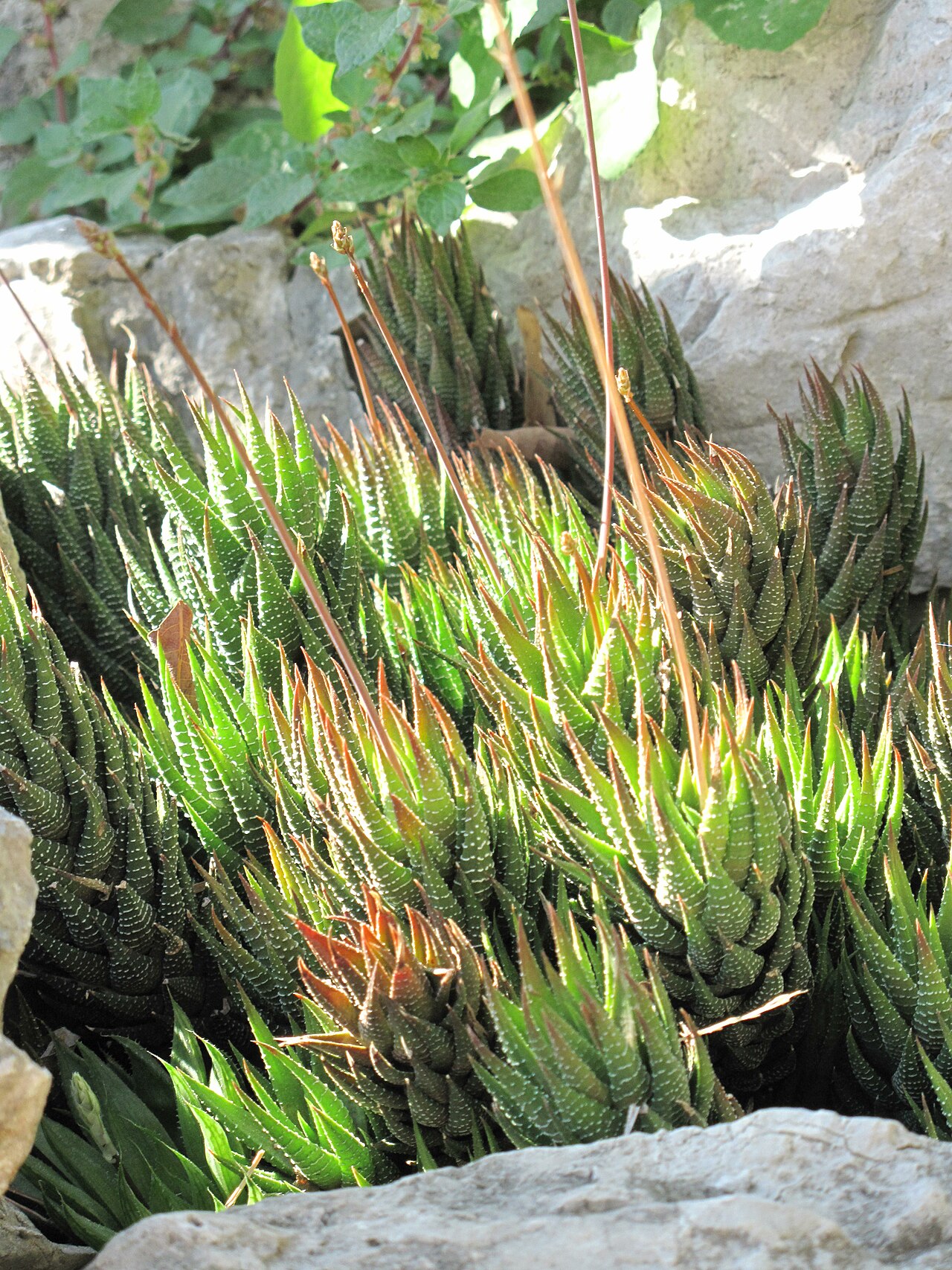 Haworthia fasciata