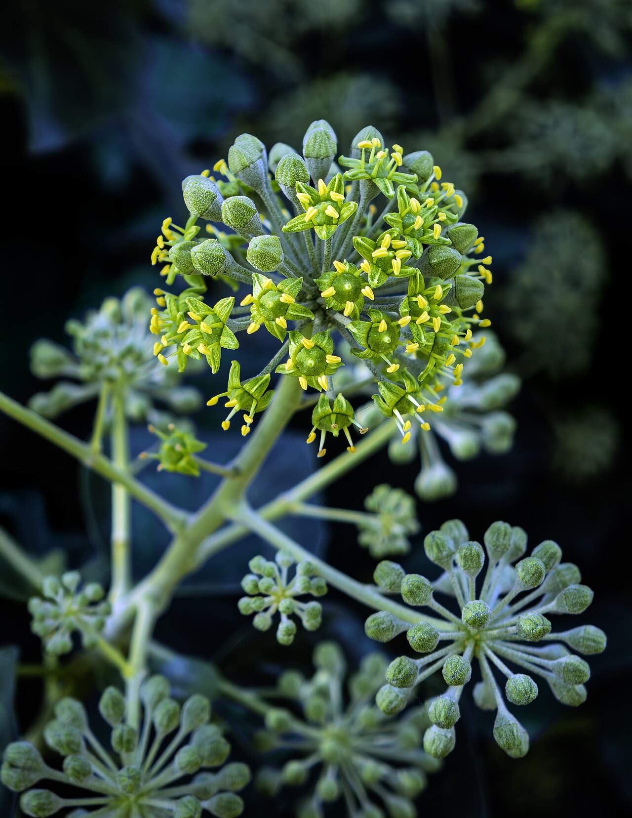 Hedera helix
